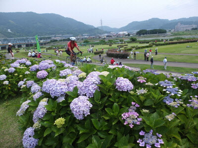 アジサイと水辺スポーツ公園