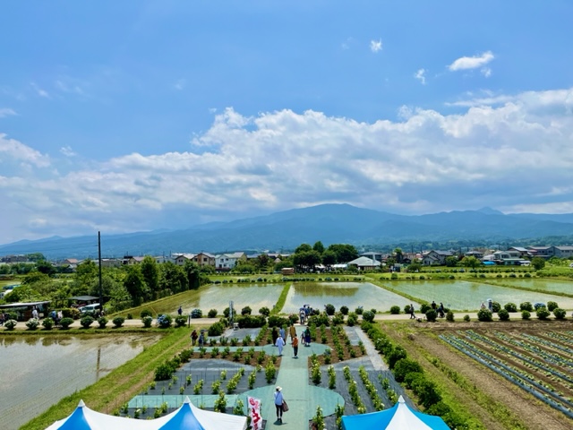 開成町あじさいまつり会場の写真