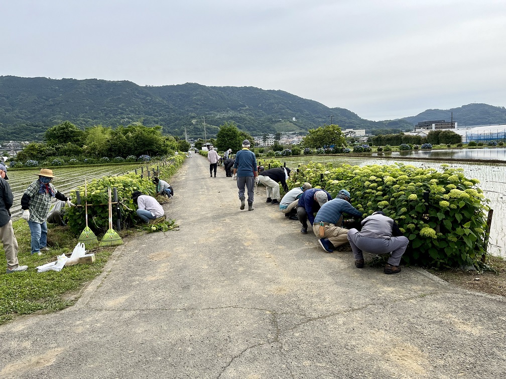 剪定作業の様子