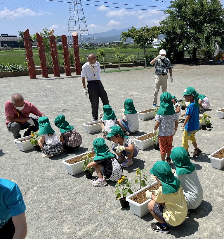 ひまわりを植える園児らの写真